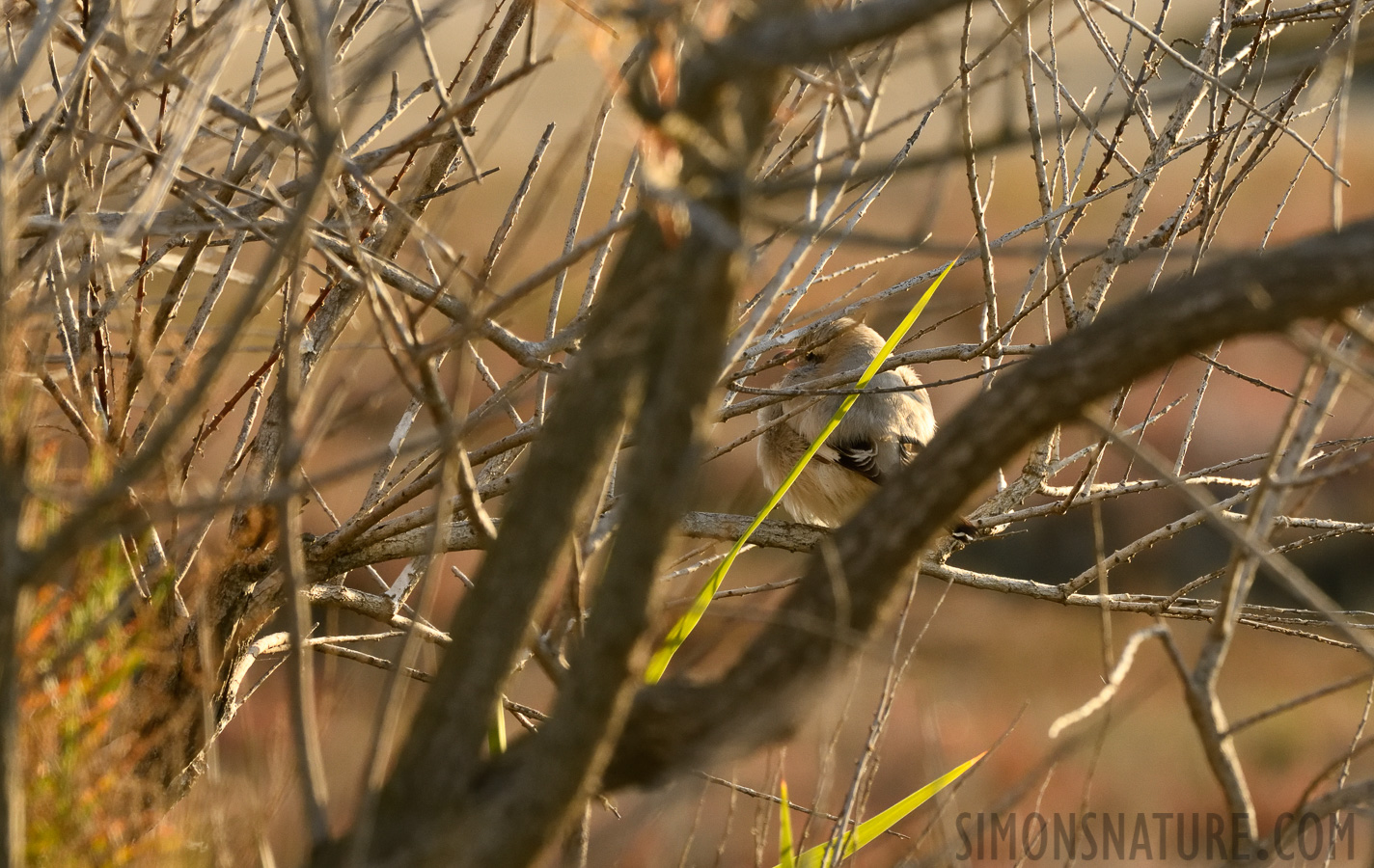 Lanius meridionalis meridionalis [400 mm, 1/500 sec at f / 11, ISO 1600]